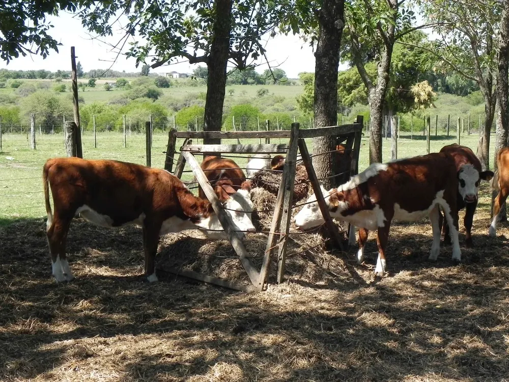 Los terneros tendrán un seguro, servicios de sanidad y alimentación.