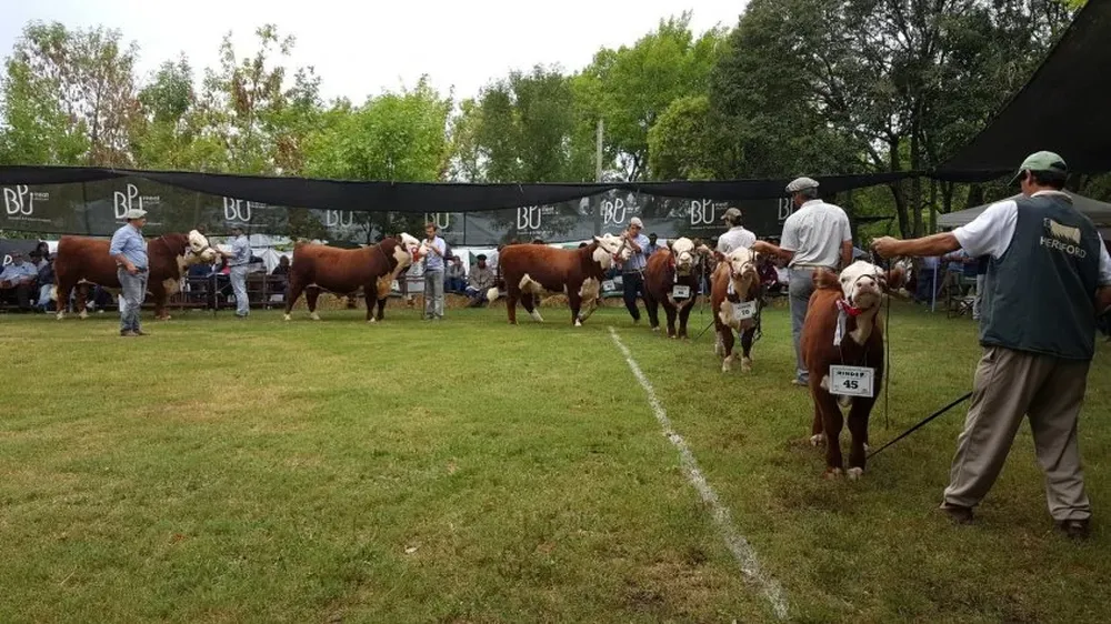 Las pistas ganaderas vuelven a lucir en la Expo Durazno que continuará hasta el próximo domingo