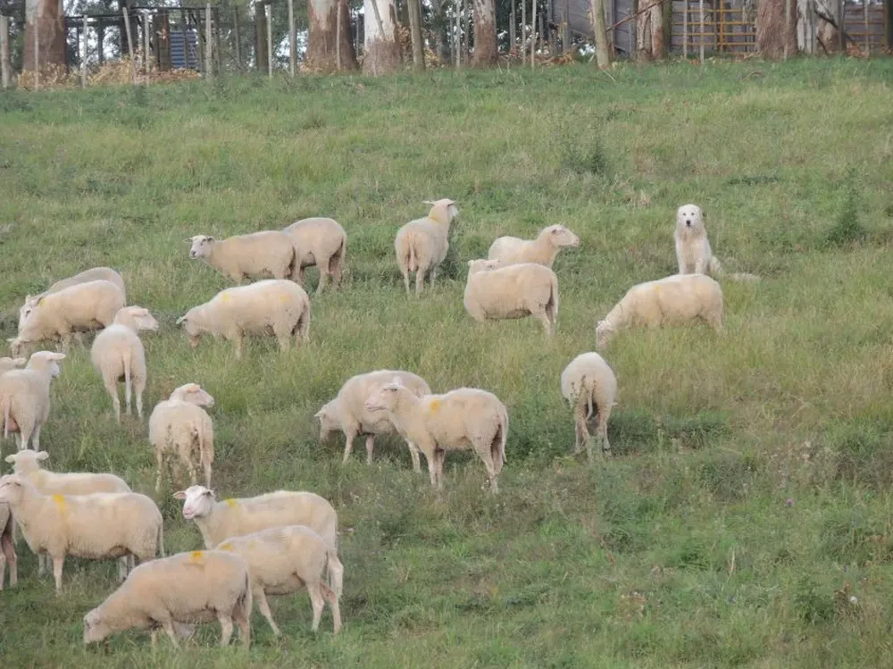 La presencia de un perro Maremma protegiendo ovinos: una de las tecnologías promovidas.