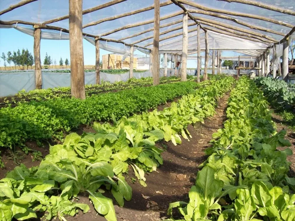 Granjeros: los invernáculos son clave en la oferta de productos de calidad y en forma sostenible.