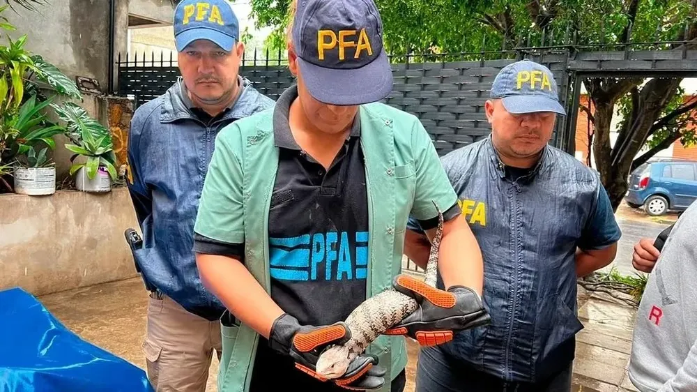 Cuatro detenidos: descubrieron una página de Facebook que vendía animales exóticos