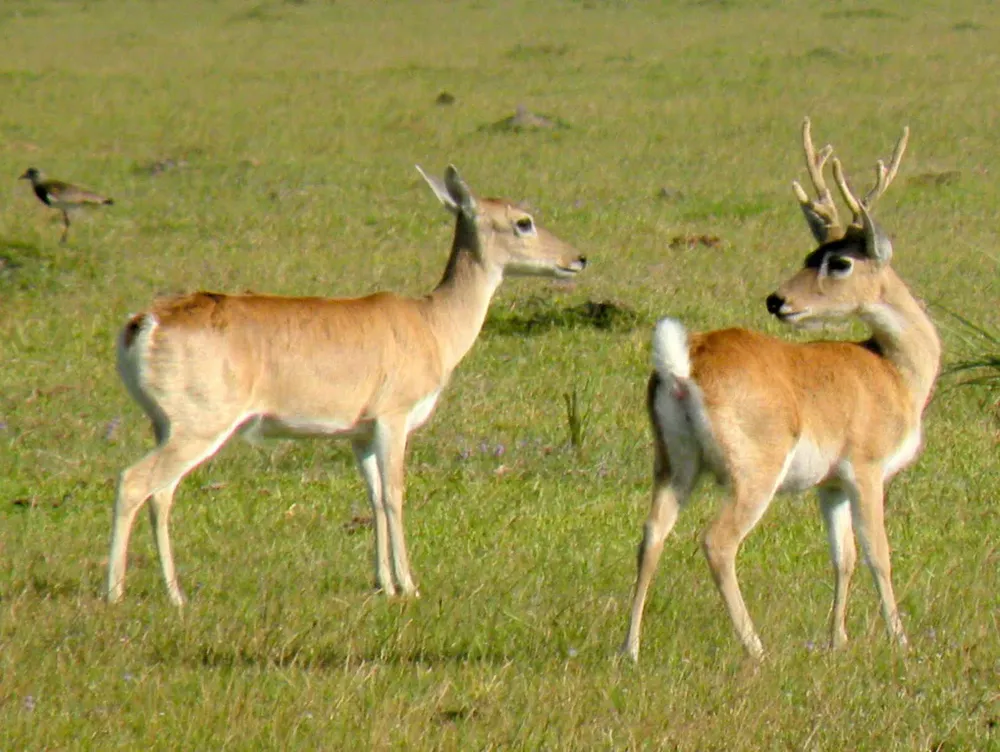 El venado de campo (Ozotoceros bezoarticus) es un cérvido de tamaño mediano, alcanza los 70 centímetros de altura y pesa entre 30 y 40 kilos