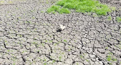 Sequía en Canelones (Archivo)