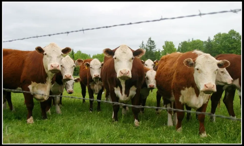 El stock vacuno se recupera en EEUU