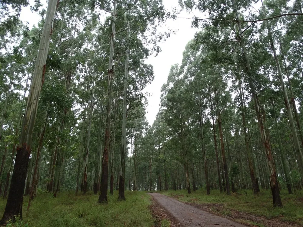 El Ministerio de Ambiente tendrá un control más estricto sobre las superficies que se forestarán.