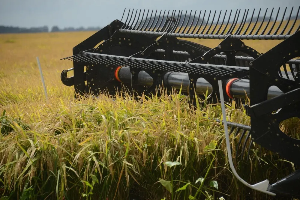 Este año la cosecha de arroz se realiza en unas 143 mil hectáreas.