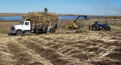 Caña de azúcar, producción clave en Bella Unión.