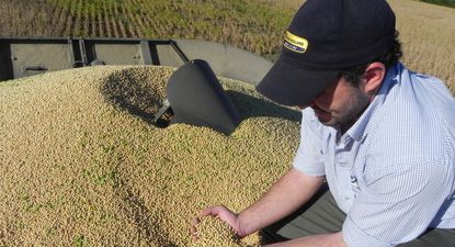 Mercado de granos: productores atentos a los precios de la soja cuando se aproxima una nueva siembra del cultivo más expandido en el área de chacra de Uruguay.