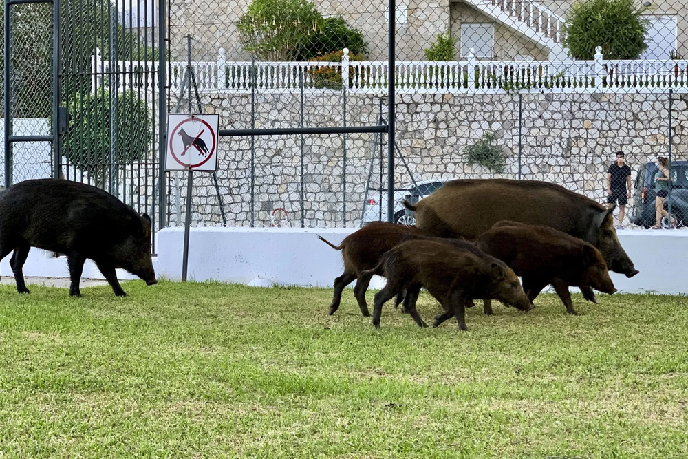 Imponen la primera multa a un vecino en España por alimentar jabalíes en zona urbana.