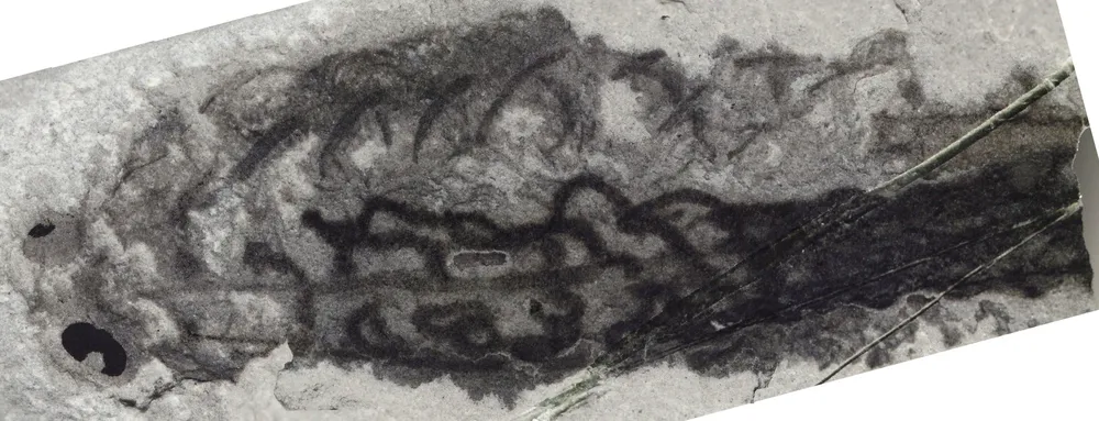 Fósil de Metaspriggina recuperado del Cañón de Mármol en las Montañas Rocosas (Canadá)