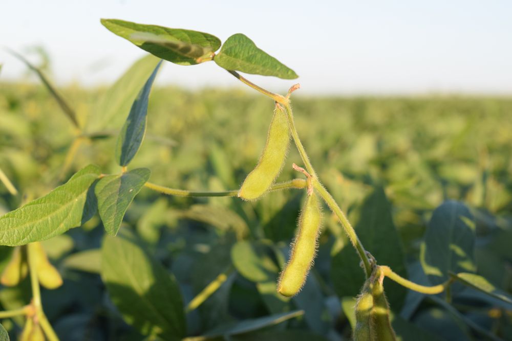 Soja en campos de Soriano, próximos a Dolores.