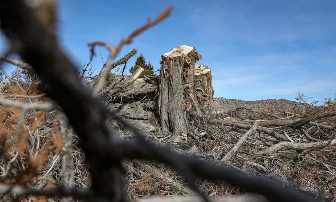 Regulaciones del comercio ambiental ayudan a los fuertes y castigan a los débiles