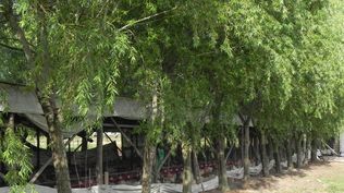 Pequeños productores utilizan la sombra y el abrigo como ingredientes fundamentales en sus sistemas productivos.