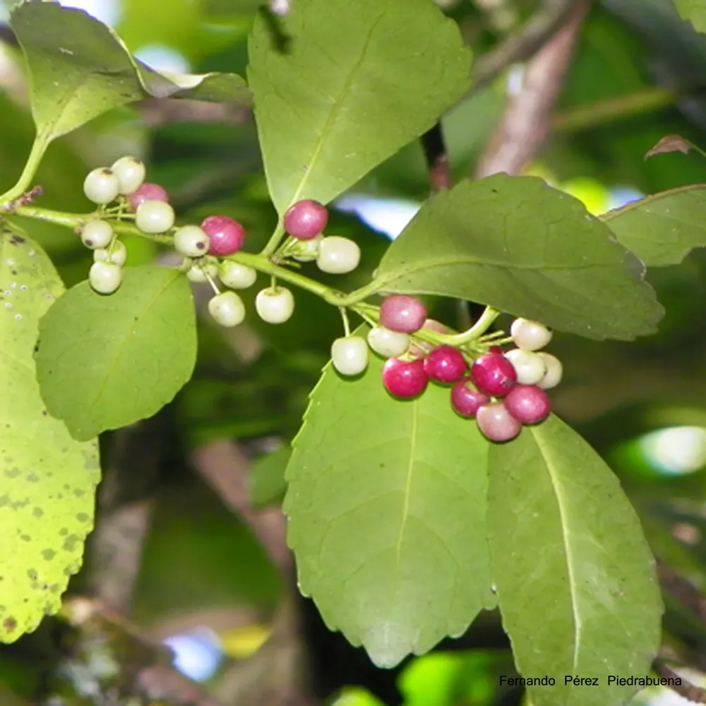 TOP 5 IMPERDIBLES 5. Yerba Mate (Ilex paraguariensis). El árbol puede resultar poco familiar para el uruguayo promedio, pero su producto derivado, no. Es que con sus hojas se prepara la yerba mate