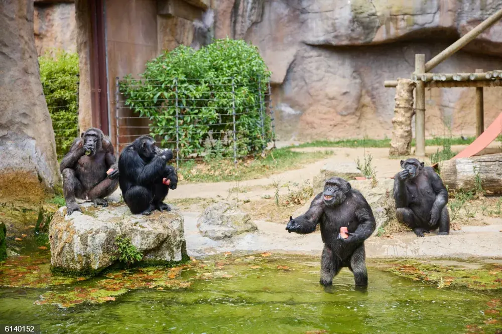 Chimpancés del Zoo de Barcelona se refrescan con helados de zumo de fruta.&nbsp;