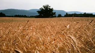 Los precios a futuro del trigo se vieron fortalecidos por el clima adverso