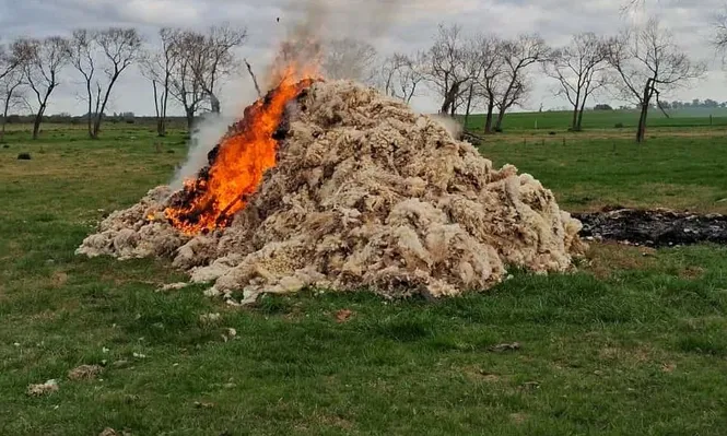 En Paysandú, un productor quemó su lana.