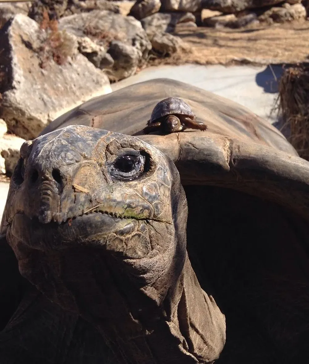 La tortuga gigante del zoológico de Tulsa (Estados Unidos) tuvo nueve crías y mostró el increíble contraste entre el nacimiento y la adultez