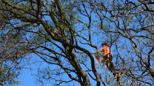 La Intendencia comienza la poda de más de 600 árboles en Montevideo: cuáles son las avenidas intervenidas