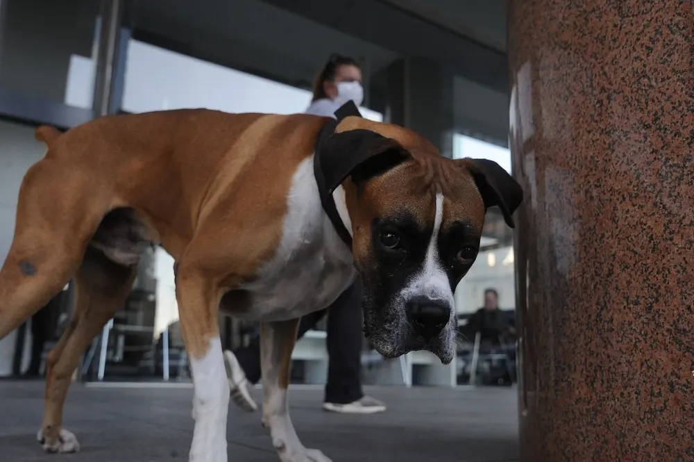 El registro incluye número de microchip, año de nacimiento,  sexo, nombre, nombre de su propietario, nombre de su tenedor, y el domicilio de ambos.