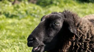 Ovinos negros.
