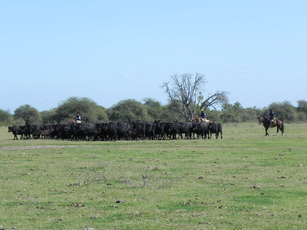 Uruguay posee un tesoro que ocupa la mayor parte del territorio y no se lo valora por todos del modo adecuado: su campo natural.