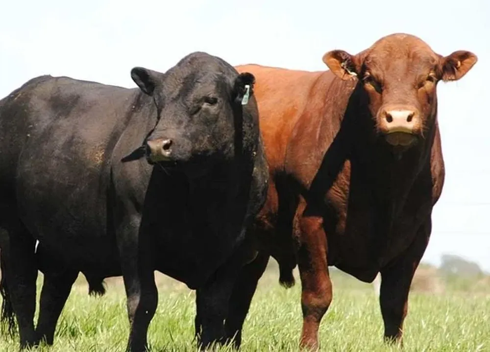 Se ofertará una destacada torada desde Treinta y Tres-