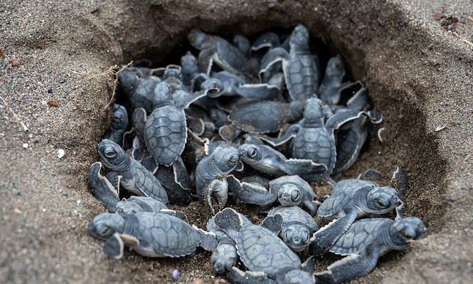 Las tortugas verdes (Chelonia mydas) apenas emergen de sus huevos tienen que emprender su desafiante viaje hacia el mar.