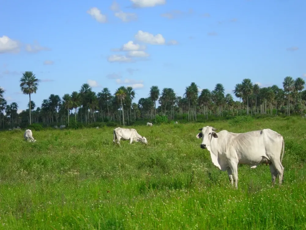 Hay mucho interés y escasa oferta por los campos