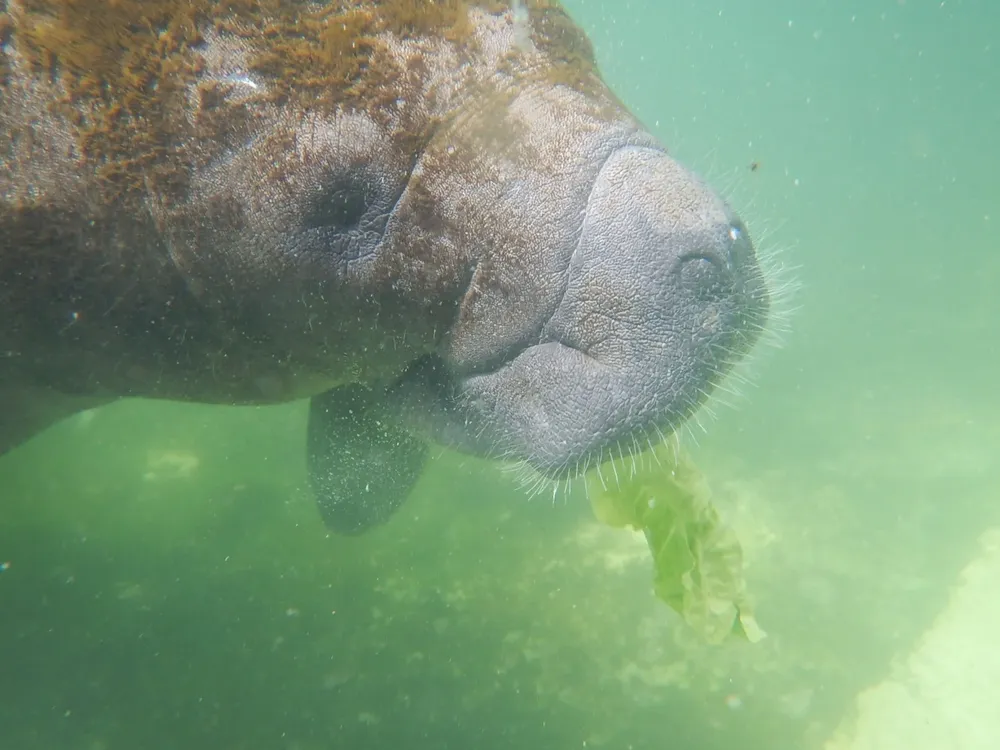 La Unión Internacional para la Conservación de la Naturaleza incluyó a los manatíes en la lista roja de especies amenazadas y calcula que en el mundo hay apenas 2.500 adultos.