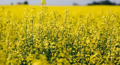 El Observador | 1595525830331.webp