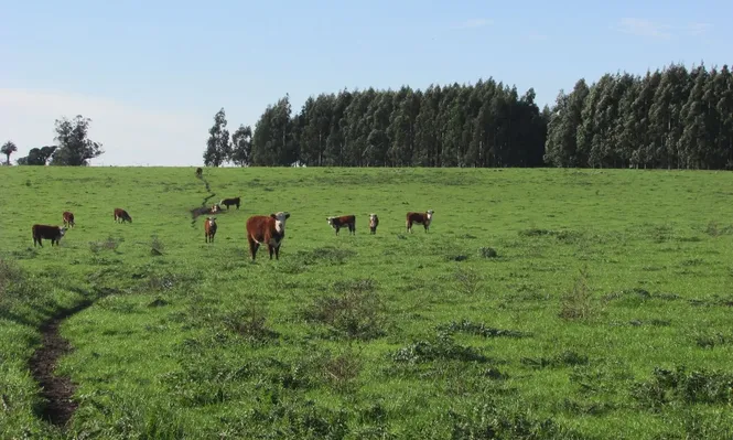 En 2020 se arrendó un 11% más de hectáreas que en 2019.