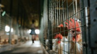 Gripe aviar: en caso de llegar la influenza aviar a granjas avícolas comerciales los impactos económicos adversos serán graves para muchas empresas y mucha gente.