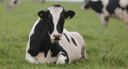 Otra empresa láctea cierra planta y abandona Uruguay