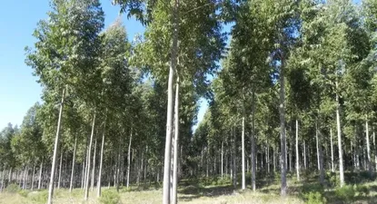 Las tareas de podas y raleos generan madera clear