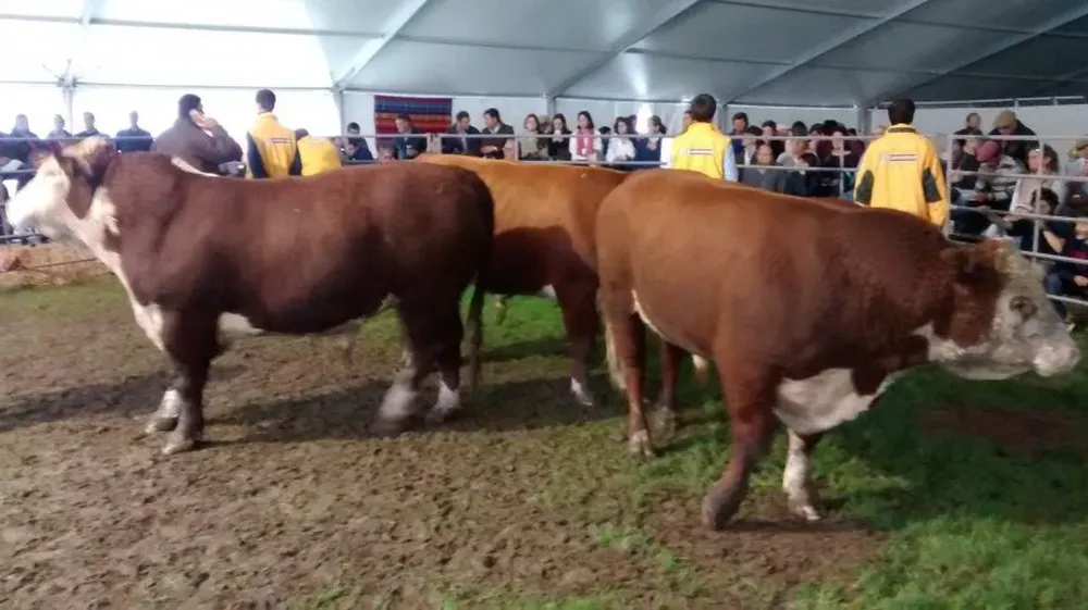 El remate de Los Novilleros registró una buena demanda por sus toradas