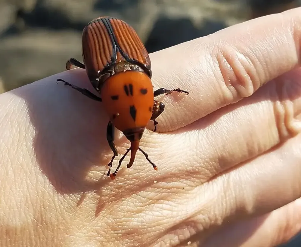 Picudo rojo, ejemplar adulto.