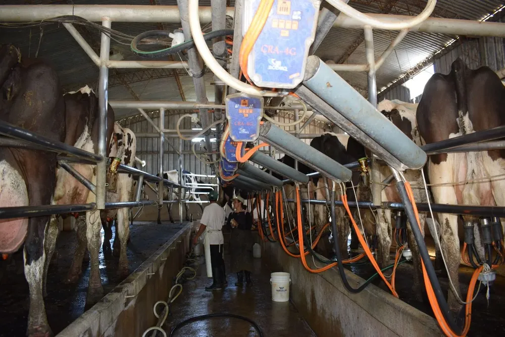 Producción de leche en tambos de Uruguay.