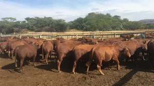 Las escasas precipitaciones y temperaturas altas afectan no solo al crecimiento y calidad de las pasturas, sino también las fuentes de agua para abrevadero, afectando el confort de los animales.