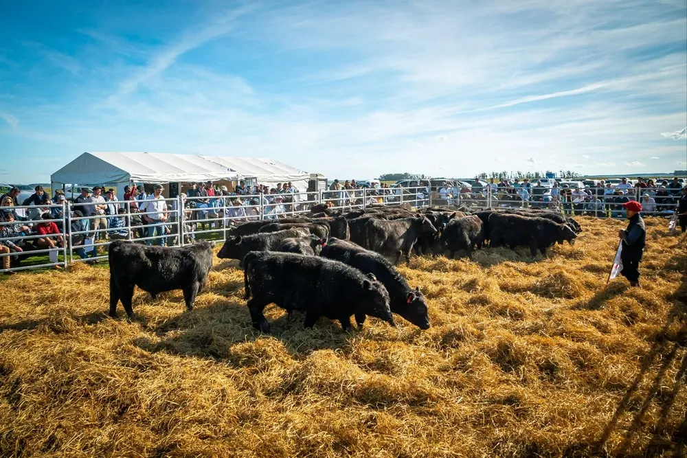 La Jornada de Selección Angus se realizó en Treinta y Tres.