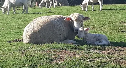 Nacieron tres corderos de ovejas donadas tras un ataque de jauría.