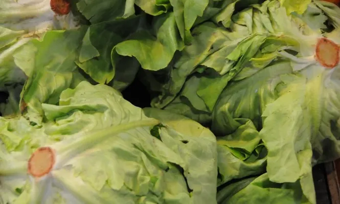 La docena de lechugas sale del Mercado Modelo a un máximo de $ 180.