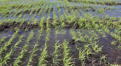 Arroz: cultivo en desarrollo en una chacra ubicada en la zona tradicional, próxima al Cebollatí.