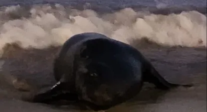 aparecio un lobo marino en la playa de pocitos: por que llegan a las costas y que hacer en estos casos