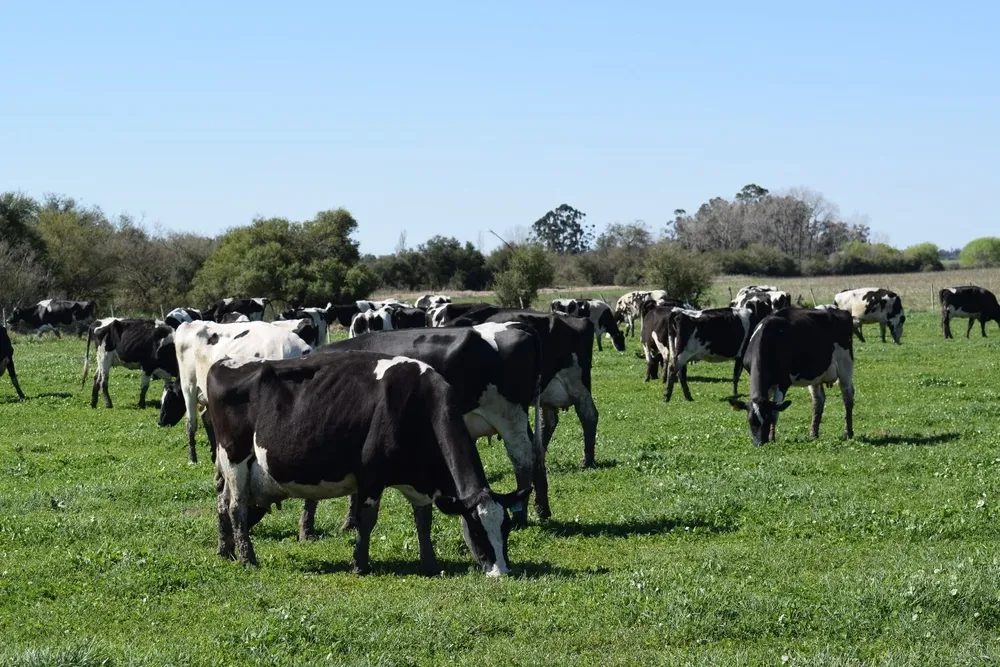 Los tamberos quieren utilizar el predio para producir forraje.