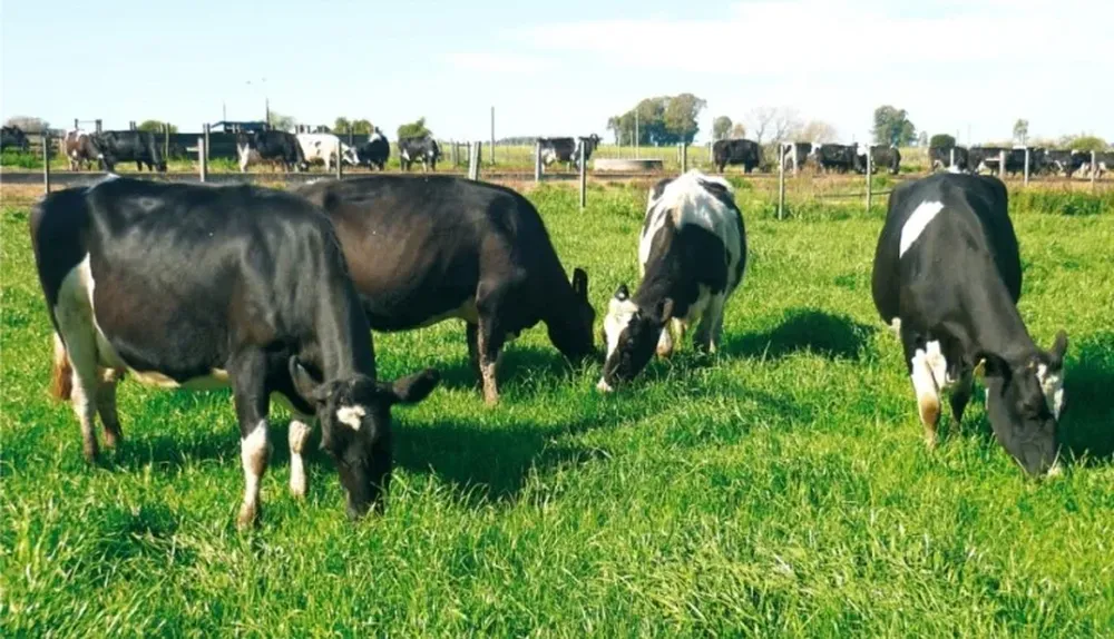 La lechería de la zona de Río Negro tendrá una nueva planta industria