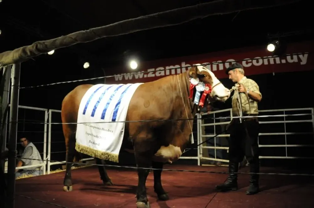 Premiación y remate de reproductores en vivo y por pantalla