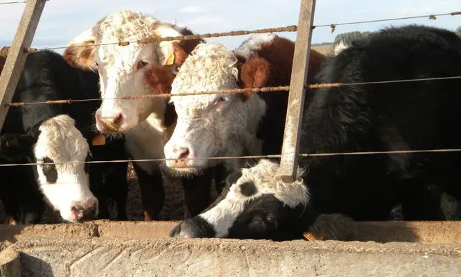 Bajan los valores del mercado de ganado gordo