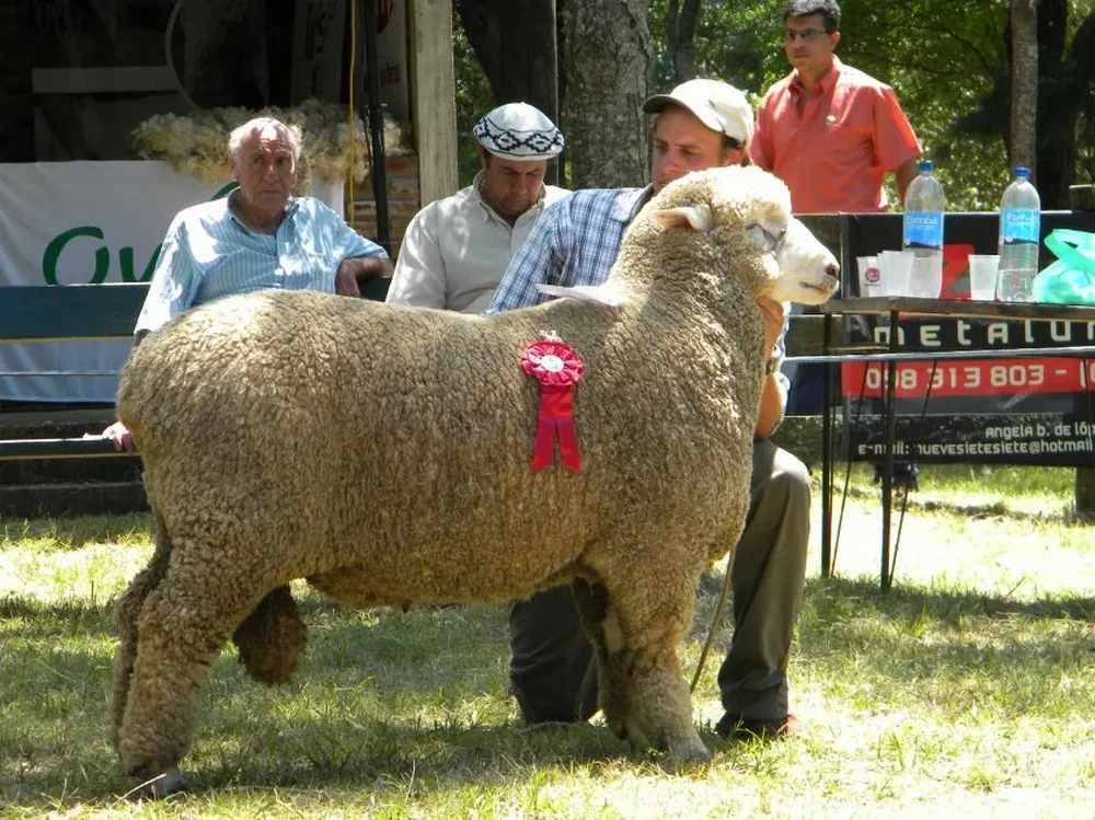 Los Corriedale de Tedesco suelen tener una actuación destacada en la muestra isabelina