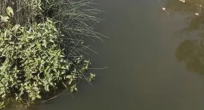 las cianobacterias llegaron a guichon y suministro de agua de ose se vio afectado